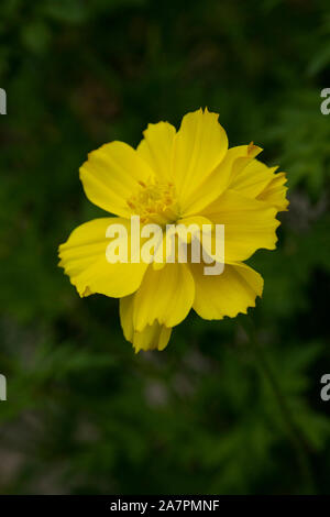 Close-up luminoso cosmo giallo fiore sulfurei Foto Stock