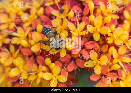 Saraca l albero e fiori con le api in bilico in estate diurna Foto Stock