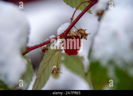 Lampone su un ramo con foglie, coperto di neve. Foto Stock