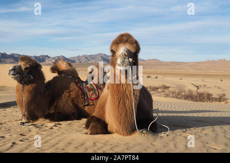 Il Cammello di riposo in Mongolia nel deserto del Gobi Foto Stock