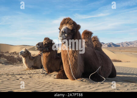 Il Cammello di riposo in Mongolia nel deserto del Gobi Foto Stock