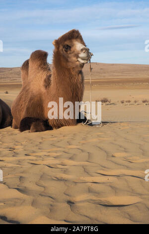 Il Cammello di riposo in Mongolia nel deserto del Gobi Foto Stock