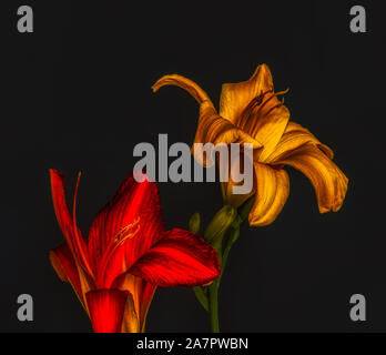 Coppia di red golden daylily blossoms macro, sfondo nero,texture dettagliate,vintage colorato stile di pittura Foto Stock