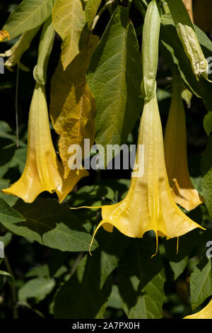 Angelo trombe o Brugmansia, un genere di sette specie di piante da fiore nella famiglia delle solanacee Foto Stock