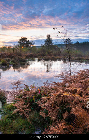 Tramonto su uno stagno sulla brughiera gestito in Monmouthshire, Galles del Sud. Foto Stock