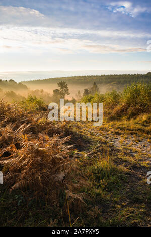 Foschia mattutina a Cleddon bog riserva naturale vicino a Trellech, Galles. Foto Stock