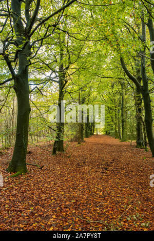 Sentiero attraverso autunnale di faggi in Monmouthshire, Galles. Foto Stock