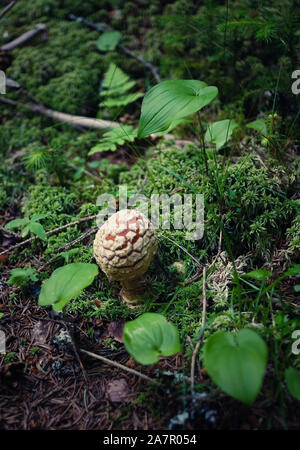 Flying Agaric amanita muscaria nella foresta di muschio Foto Stock