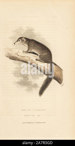 Commestibile, ghiro Glis glis (Fat ghiro, Myoxus glis). Handcolored incisione su rame da Griffith, Harriet o Edward, da Edward Griffith il regno animale dal barone Cuvier, Londra, la Whittaker, 1824. Foto Stock