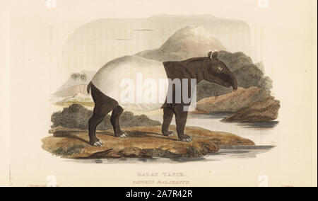 Il tapiro: la malese, Tapirus indicus. In via di estinzione. (Tapiro malese, Tapirus malayanus). Illustrazione di Charles Hamilton Smith, inciso da J. Scott. Handcolored incisione su rame da Edward Griffith il regno animale dal barone Cuvier, Londra, la Whittaker, 1825. Foto Stock