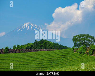 Monte Fuji e raccolta naturale tè organici fattoria sulla stagione estiva. Foto Stock