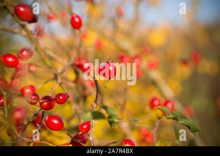 Mature cinorrodi crescente al fianco di un sentiero pubblico nel novembre contro uno sfondo di foglie di autunno. Il Dorset England Regno Unito GB Foto Stock