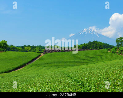 Monte Fuji e raccolta naturale tè organici fattoria sulla stagione estiva. Foto Stock