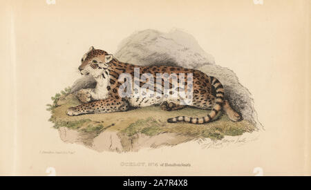 Ocelot, da Leopardo pardalis. Incisi da Thomas Landseer dopo una illustrazione di Charles Hamilton Smith. Handcolored incisione su rame da Edward Griffith il regno animale dal barone Cuvier, Londra, la Whittaker, 1825. Foto Stock