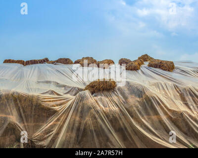 Paglia naturale coperto da plastica per proteggere da idratante. Foto Stock