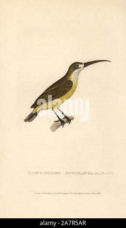 Loten's sunbird, femmina, Cinnyris lotenius (long-fatturati souimanga). Handcolored incisione da Edward Griffith il regno animale dal barone Cuvier, Londra, la Whittaker, 1828. Foto Stock