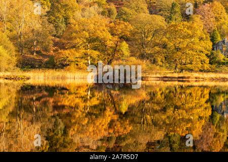 Autunno dorato riflessioni sulla Rydal acqua nel distretto del lago, Cumbria Inghilterra REGNO UNITO Foto Stock