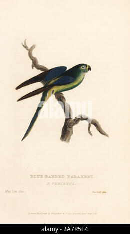 Blu-winged parrot, Neophema chrysostoma (Blu-nastrare parrocchetto, Psittacus venustus). Handcolored incisione di un campione nell'Linnean Society Museum da Edward Griffith il regno animale dal barone Cuvier, Londra, la Whittaker, 1829. Foto Stock