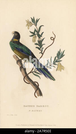 Ringneck australiano, Barnardius zonarius (Bauer, pappagallo Psittacus baueri). Handcolored incisione di un campione nell'Linnean Society Museum da Edward Griffith il regno animale dal barone Cuvier, Londra, la Whittaker, 1829. Foto Stock