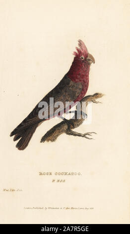 Galah bird, Eolophus roseicapilla (Rose cacatua, Psittacus eos). Handcolored incisione di un campione nell'Linnean Society Museum da Edward Griffith il regno animale dal barone Cuvier, Londra, la Whittaker, 1829. Foto Stock