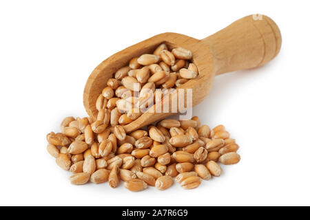 Materie del grano nel convogliatore di legno isolato su sfondo bianco Foto Stock