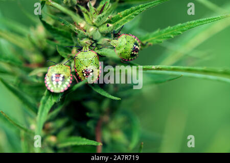 Green stink bug sulla marijuana germoglio di fiore ravvicinato con il fuoco selettivo Foto Stock