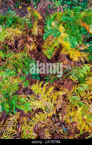 Un tappeto di foglie assortite e piante in autunno Foto Stock