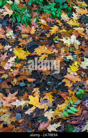 Un tappeto di foglie assortite e piante in autunno Foto Stock