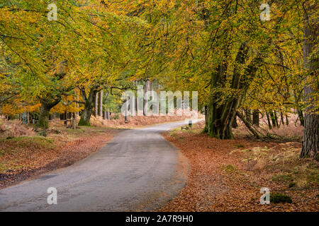 New Forest, Colore di autunno, faggi, ornamentali guidare su strada, Hampshire, Inghilterra, Regno Unito. Foto Stock