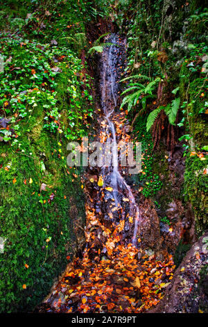 Un piccolo ruscello rivoli attraverso foglie di autunno Foto Stock