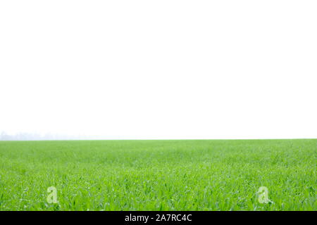 Campo verde scende la nebbia di mattina Foto Stock