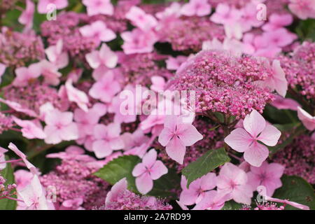 Hydrangea macrophylla 'Louis Savage' Foto Stock