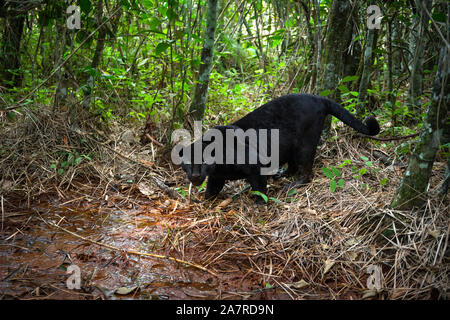 Un Giaguaro melanico (Panthera onca) in una foresta brasiliana Foto Stock