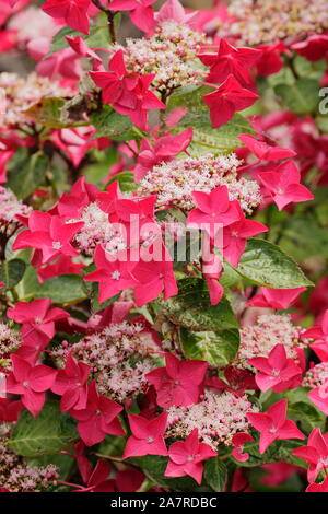 Hydrangea macrophylla 'Lady in Red' lacecap ortensie in piena fioritura. Regno Unito Foto Stock