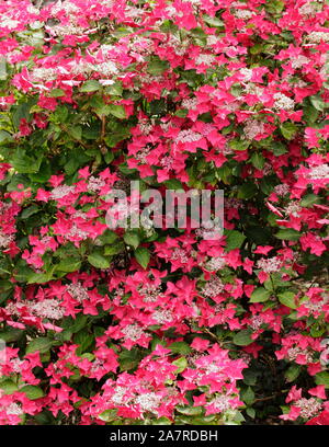 Hydrangea macrophylla 'Lady in Red' lacecap ortensie in piena fioritura. Regno Unito Foto Stock