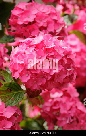 Hydrangea macrophylla 'Ami Pasquier' visualizzazione mopheads distintivo in rosa scuro in un giardino di agosto. Regno Unito Foto Stock