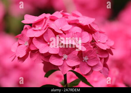 Hydrangea macrophylla 'Ami Pasquier' visualizzazione mopheads distintivo in rosa scuro in un giardino di agosto. Regno Unito Foto Stock