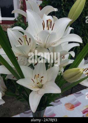 Bouquet de lys eyeliner Foto Stock