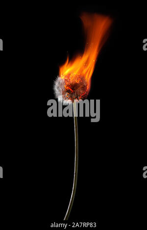 Tarassaco sul fuoco con fiamme isolati su sfondo nero Foto Stock