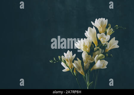 Fresia rametti fioriti bouquet vintage virati sul blu scuro dello sfondo arte con copia spazio. Foto Stock