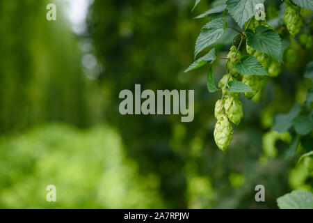 Verde di coni di luppolo il luppolo impianto campo di fattoria per la fabbricazione della birra harvest pronto. Foto Stock