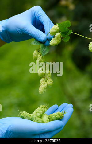 Coni di luppolo nelle mani dello scienziato hop ispezione cantiere pronto per il raccolto la produzione della birra Foto Stock