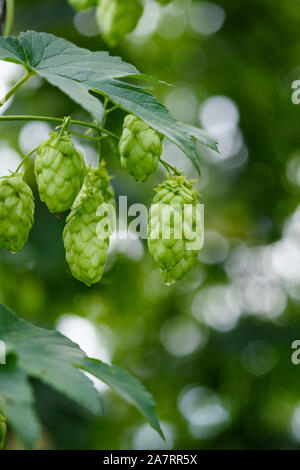 Fresche e mature coni hop on hop farm di filato. Foto Stock