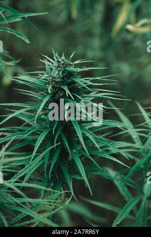 Cannabis pianta di Marijuana close-up sulla piantagione di canapa Foto Stock