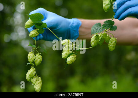 Il luppolo in coni ramo scienziato in mano sul cantiere di luppolo. Humulus lupulus per la produzione della birra. Foto Stock