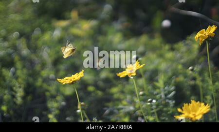 Flying butterfly tra fiori gialli in cerca di nettare Foto Stock