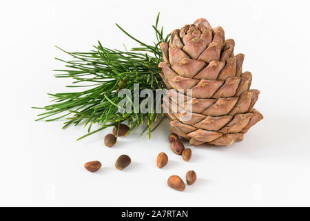 Isolare, composizione, Pigna, dadi e cedro ramo su sfondo bianco Foto Stock