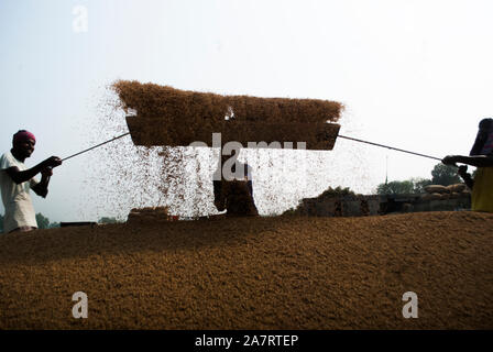 Agricoltura 25jan2006munshiganjDhakabangladesh gli agricoltori sono occupati a trebbiatura risone © Nazmul Islam/Alamy Live news. Foto Stock