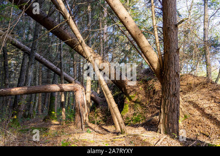 Rotto e rovesciato tronchi di alberi dopo una tempesta nel Attemsmoor di Leibnitz Foto Stock