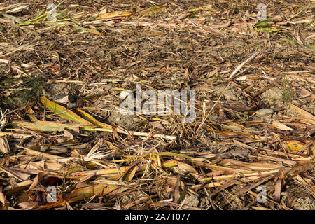 Mais indiano campo dopo il raccolto, telaio riempito Foto Stock